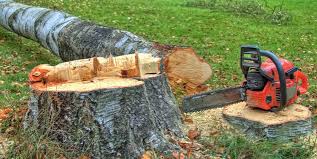 Best Storm Damage Tree Cleanup  in Sissonville, WV