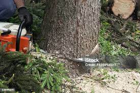 Best Tree Cabling and Bracing  in Sissonville, WV