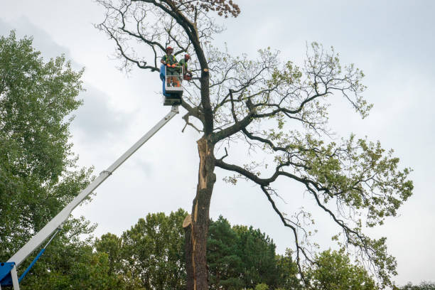 Best Emergency Tree Removal  in Sissonville, WV