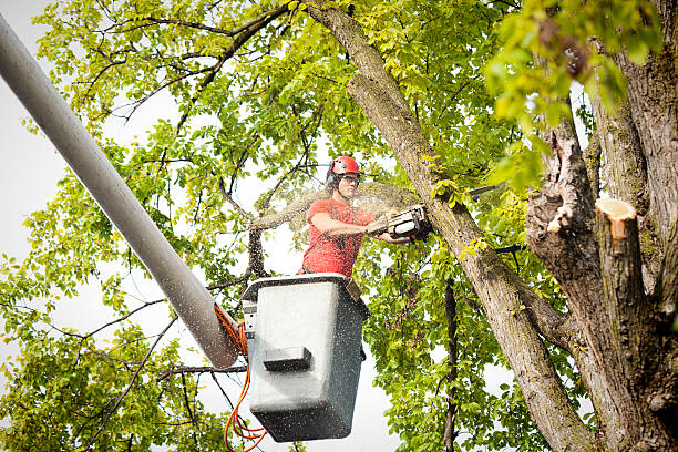 Best Tree Disease Treatment  in Sissonville, WV