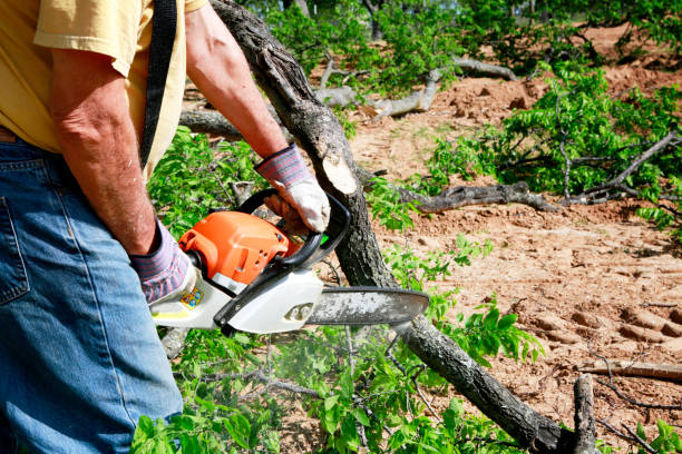 Best Weed Control  in Sissonville, WV